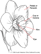 Labeled Daffodil picture